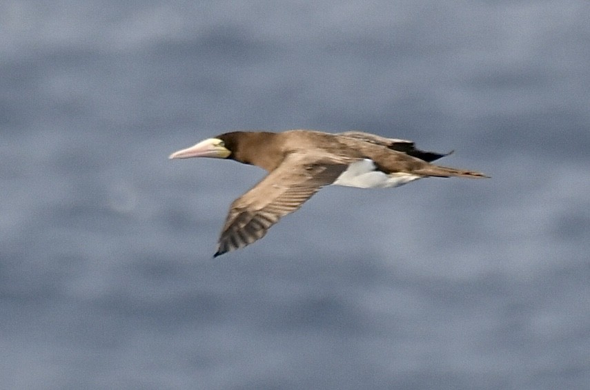 Brown Booby - ML618328352