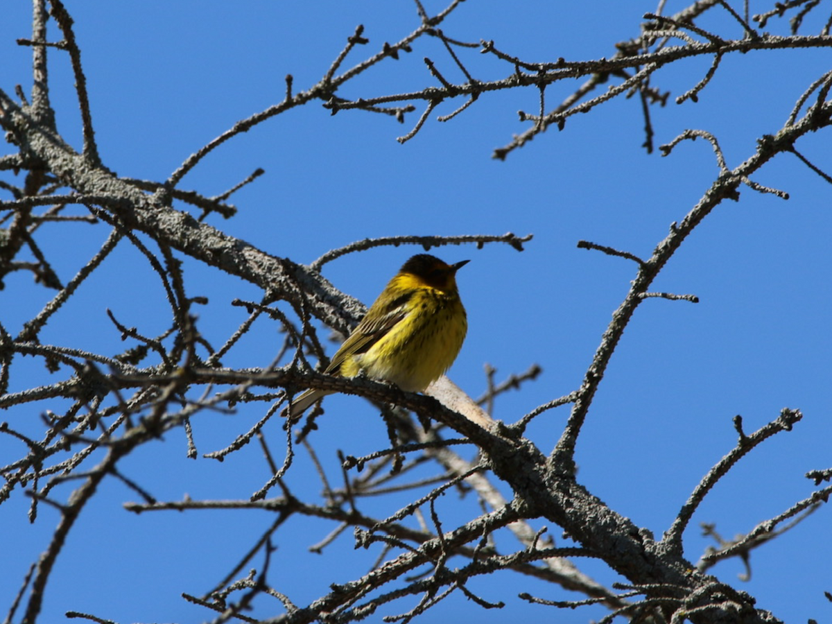 Cape May Warbler - ML618328368