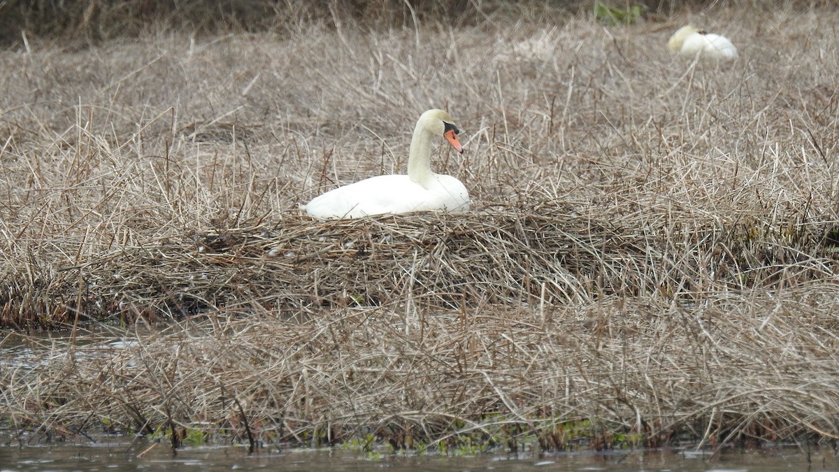 Mute Swan - Anca Vlasopolos