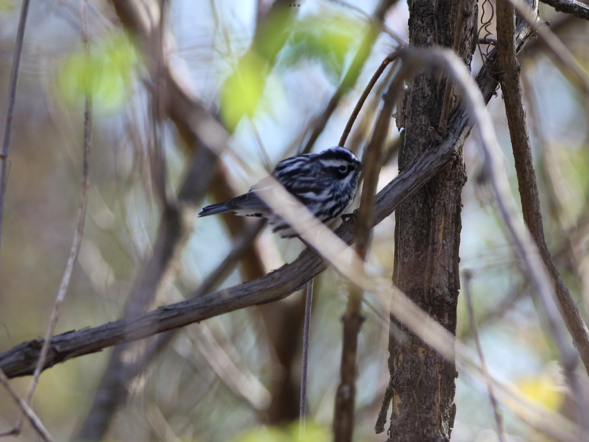 Black-and-white Warbler - ML618328385