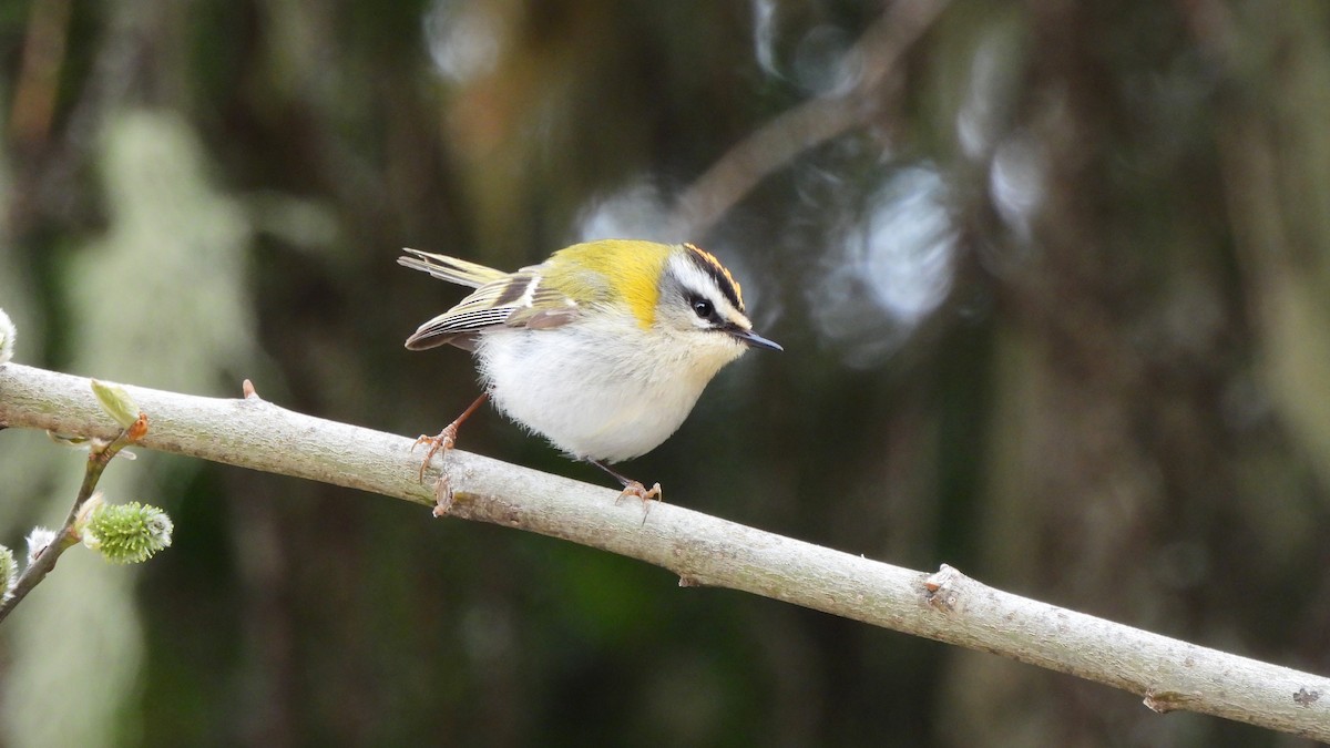 Common Firecrest - Andy  Woodward