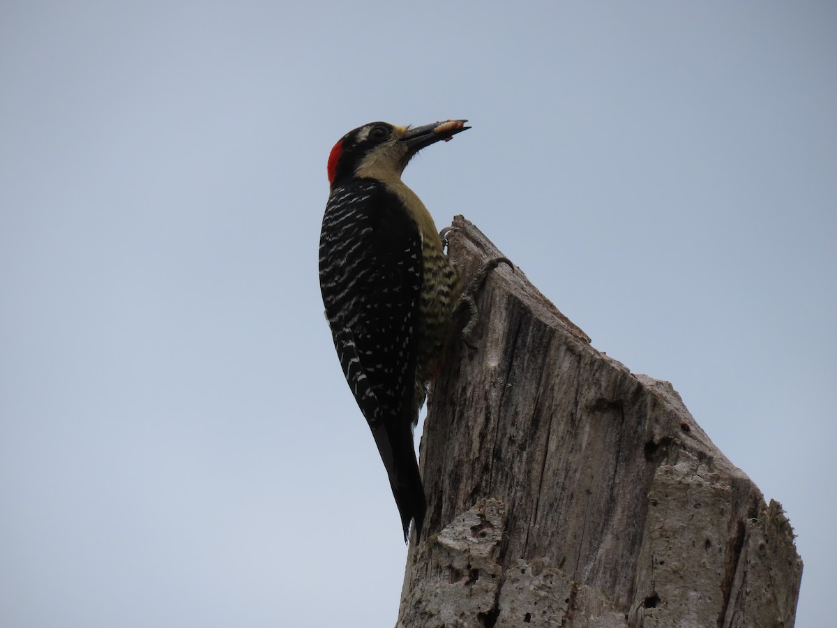 Black-cheeked Woodpecker - ML618328427