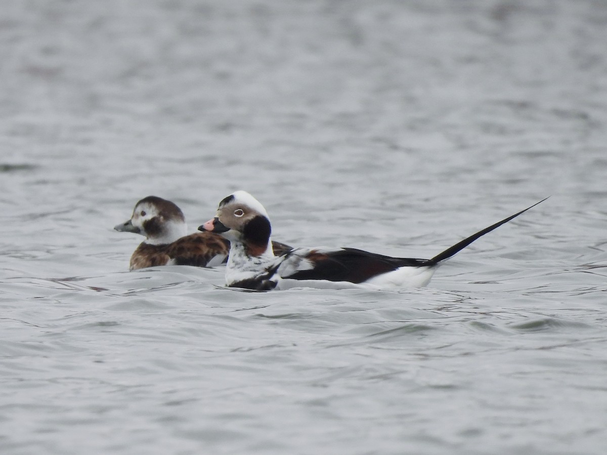 Long-tailed Duck - ML618328432