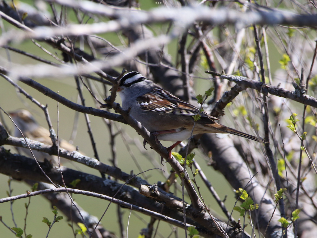 White-crowned Sparrow - ML618328448
