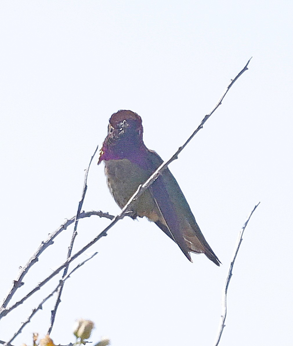 Anna's Hummingbird - ML618328451