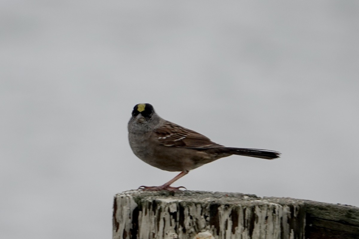 Golden-crowned Sparrow - ML618328458