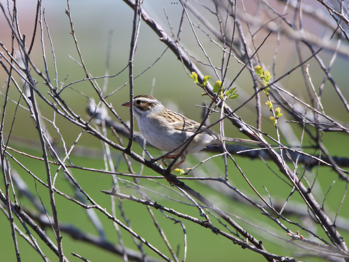 Clay-colored Sparrow - ML618328467