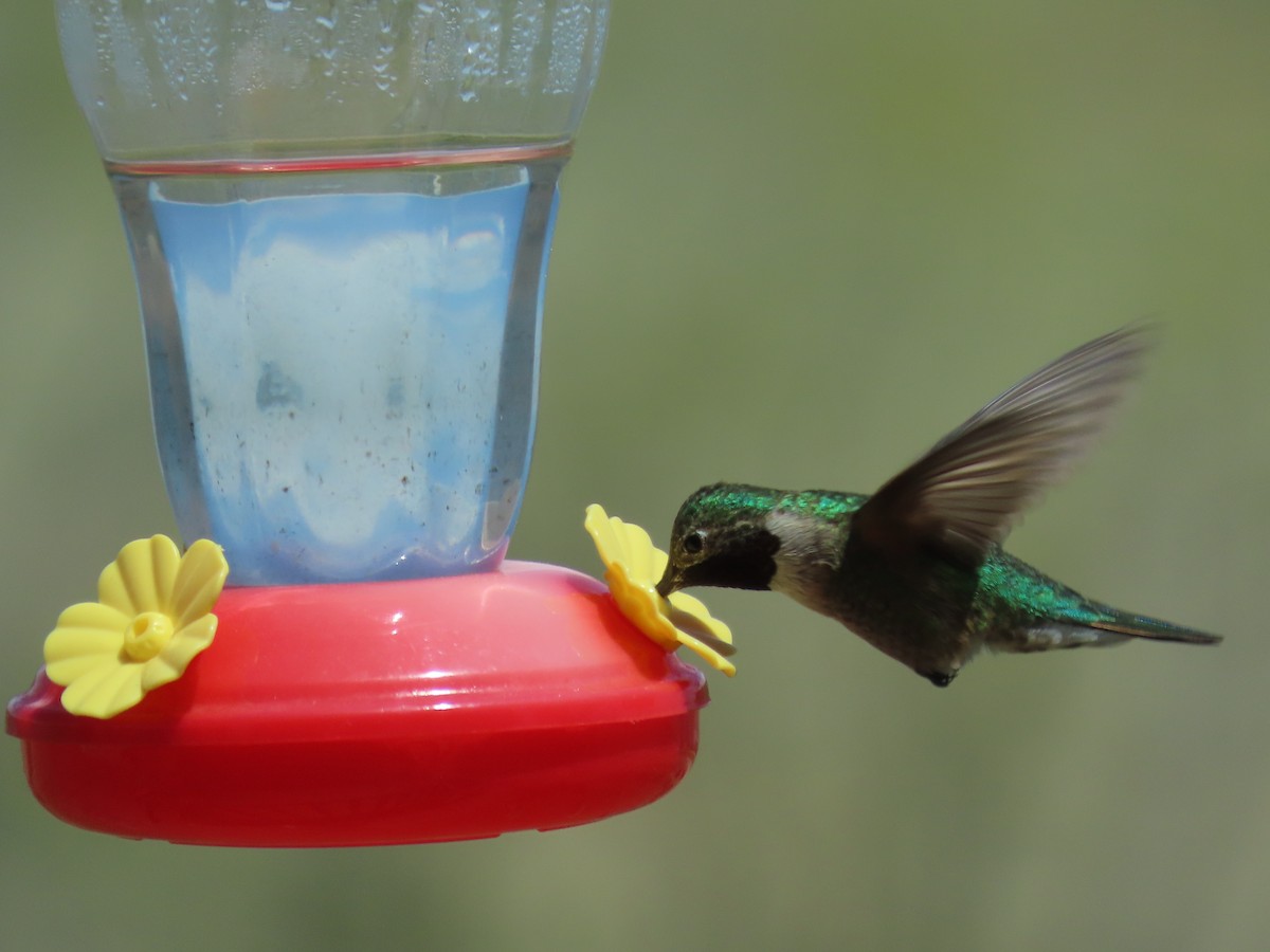 Broad-tailed Hummingbird - ML618328482