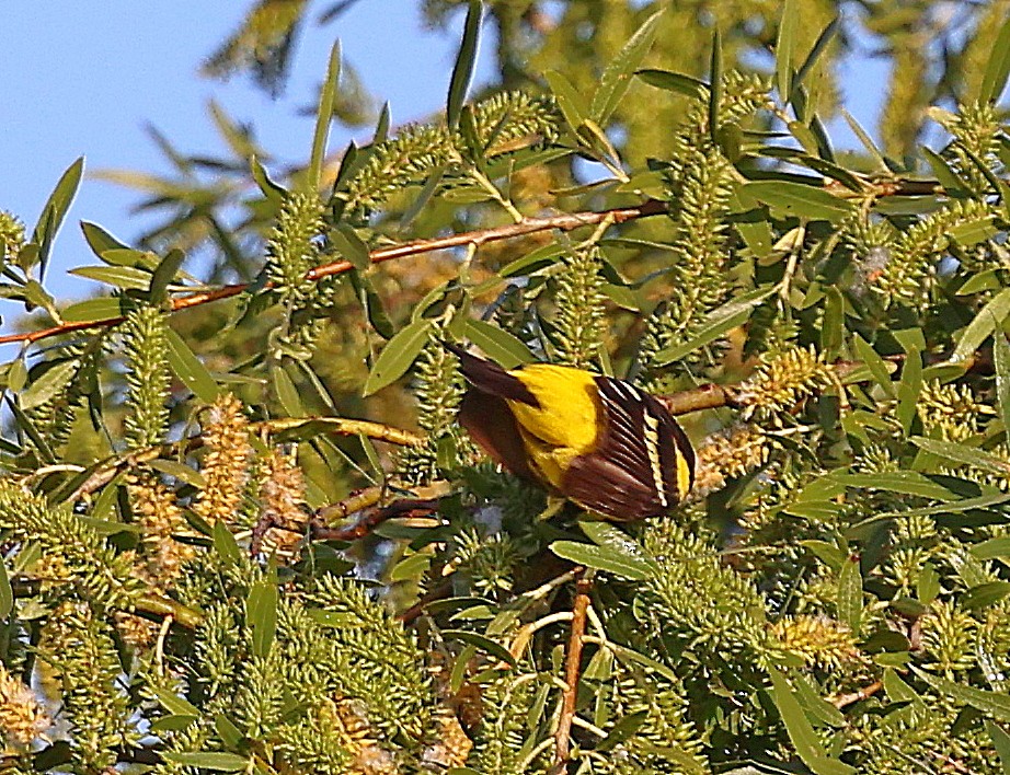Western Tanager - ML618328503