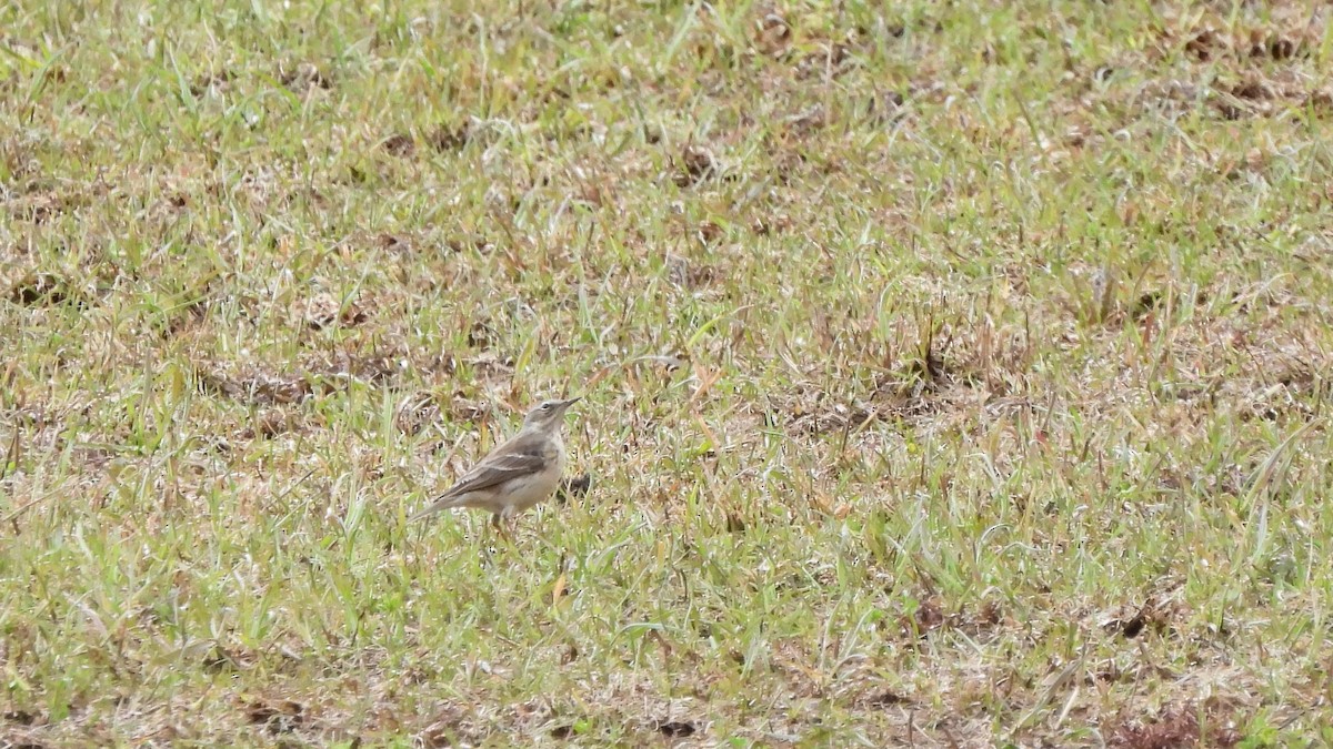 Water Pipit - ML618328542
