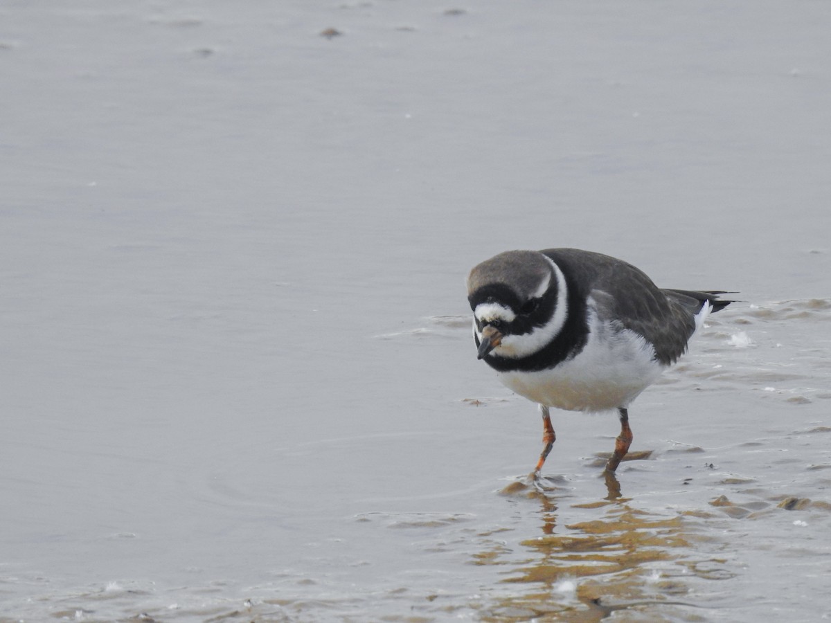 Common Ringed Plover - ML618328556