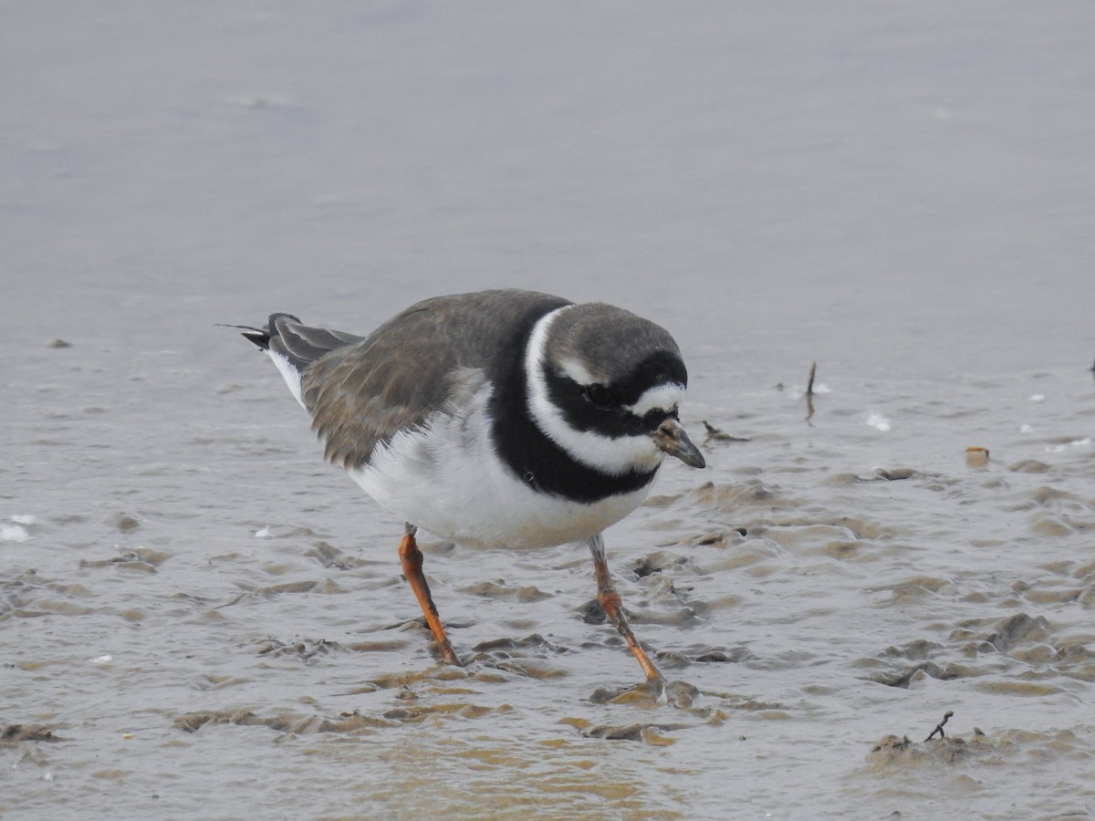 Common Ringed Plover - ML618328558