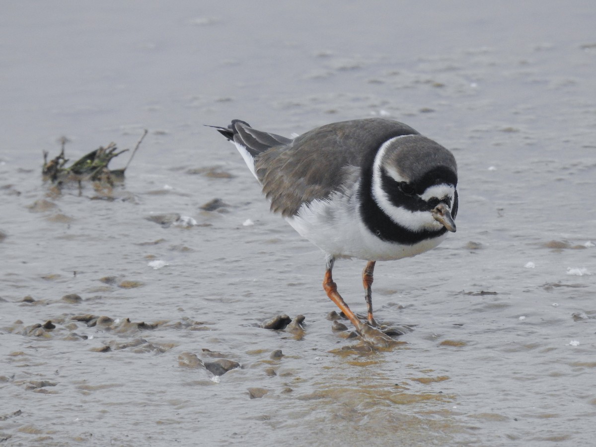 Common Ringed Plover - ML618328559