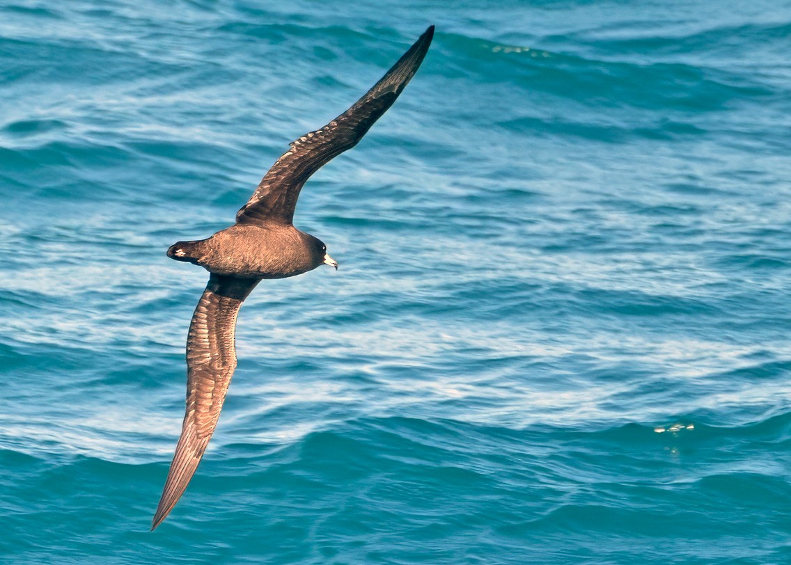 Flesh-footed Shearwater - ML618328570