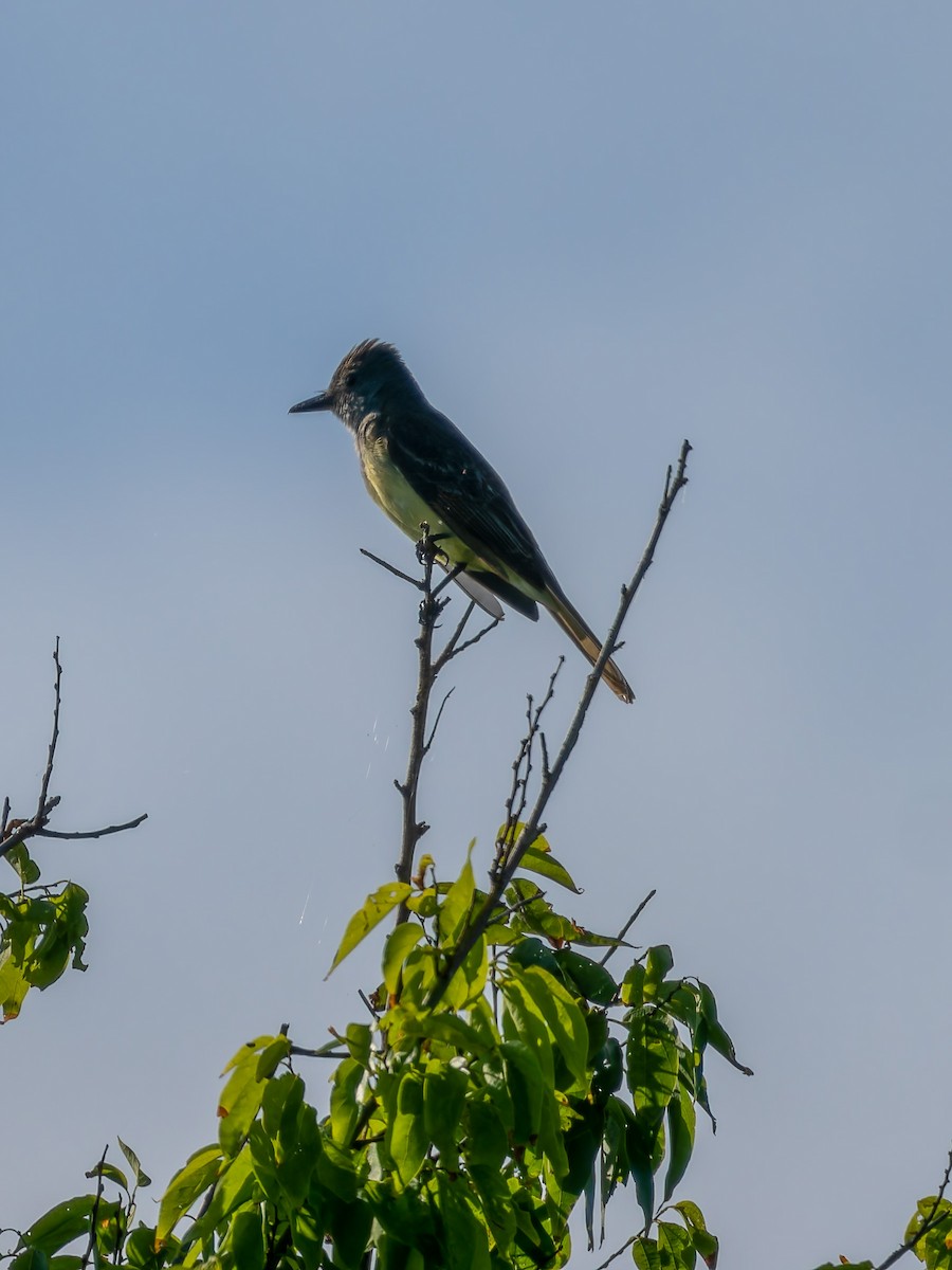 Great Crested Flycatcher - ML618328607