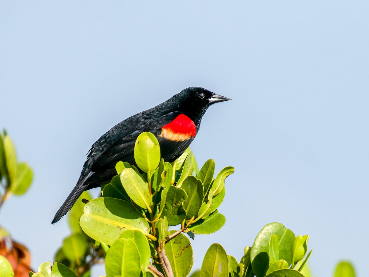 Red-winged Blackbird - ML618328610