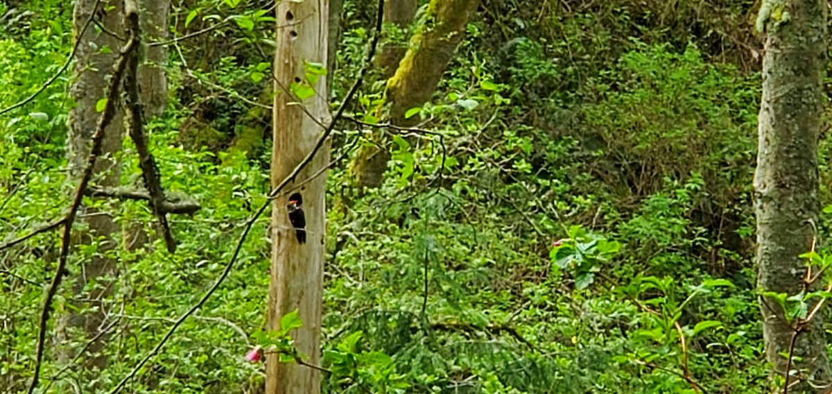 Pileated Woodpecker - ML618328638