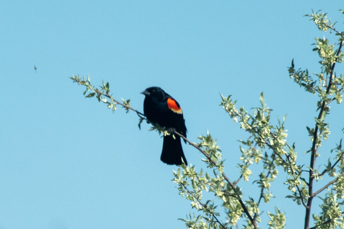 Red-winged Blackbird - ML618328650