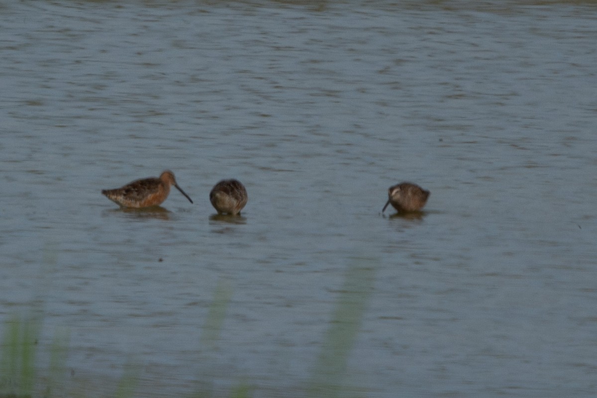 Long-billed Dowitcher - ML618328657