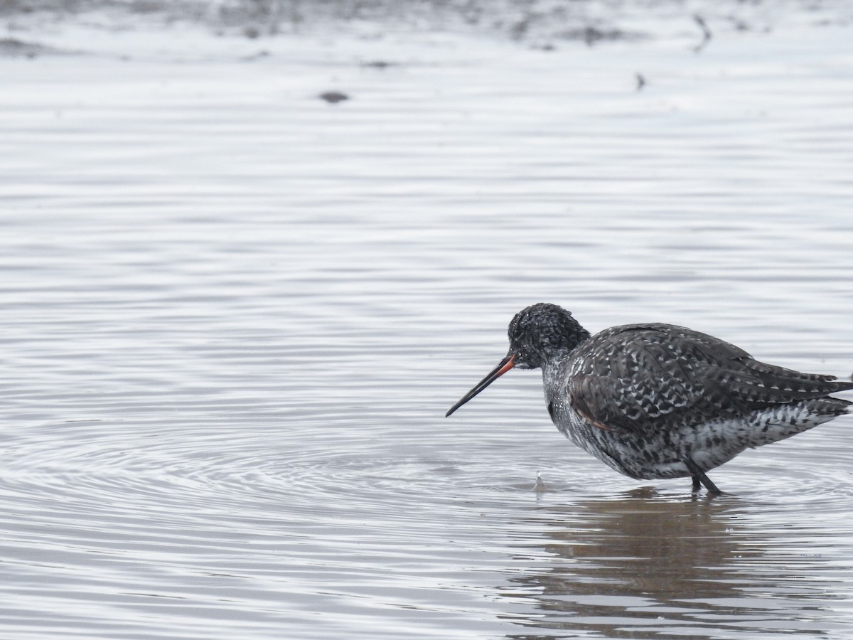 Spotted Redshank - ML618328659