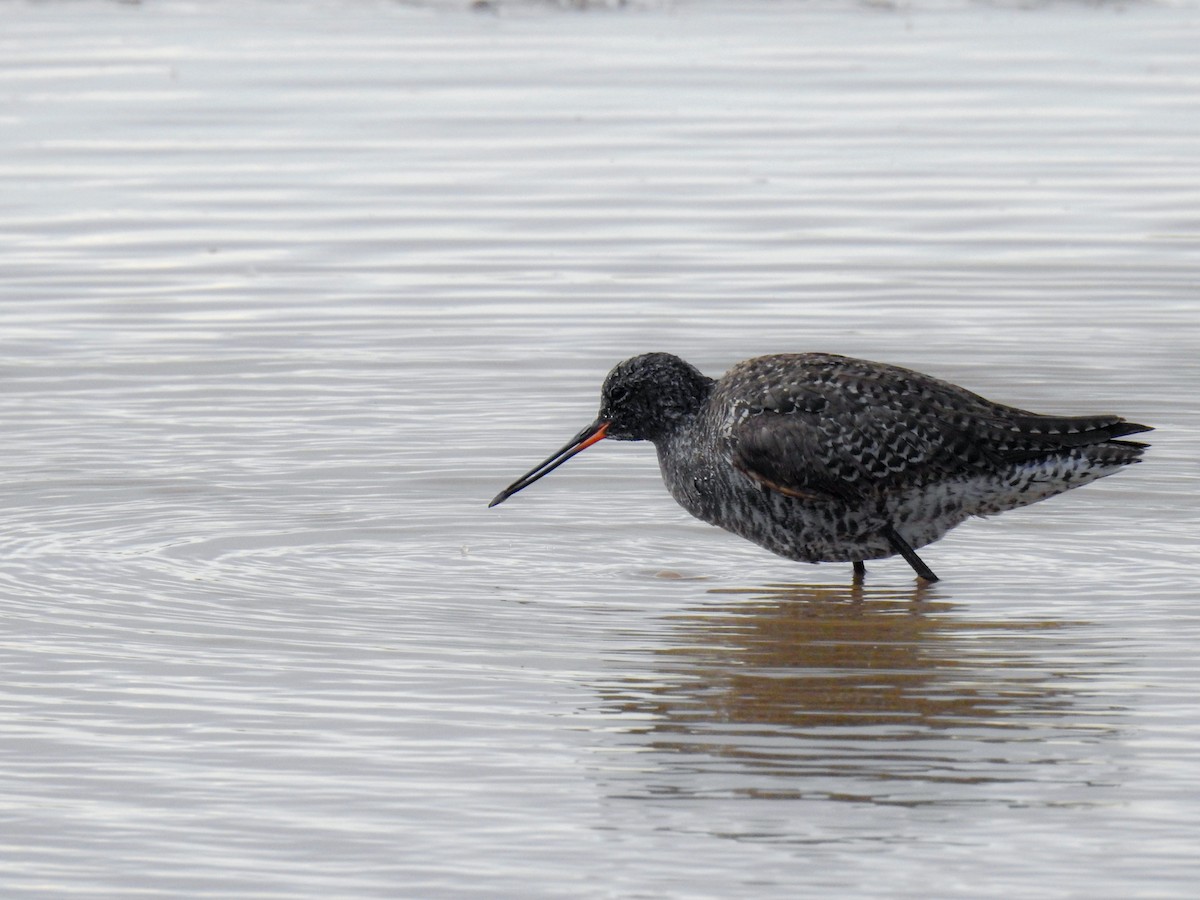 Spotted Redshank - ML618328660