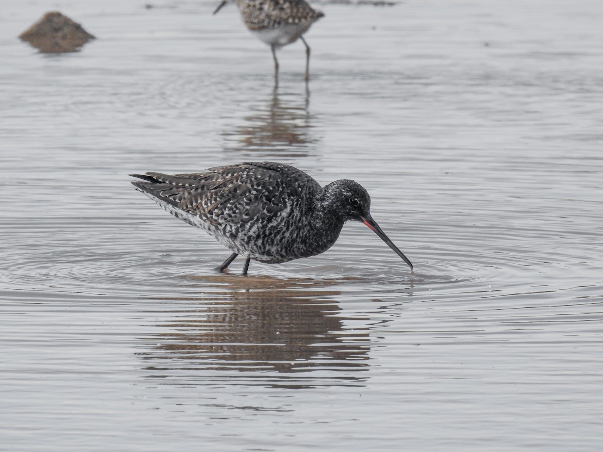 Spotted Redshank - ML618328661