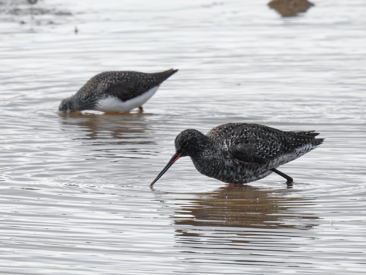 Spotted Redshank - ML618328662