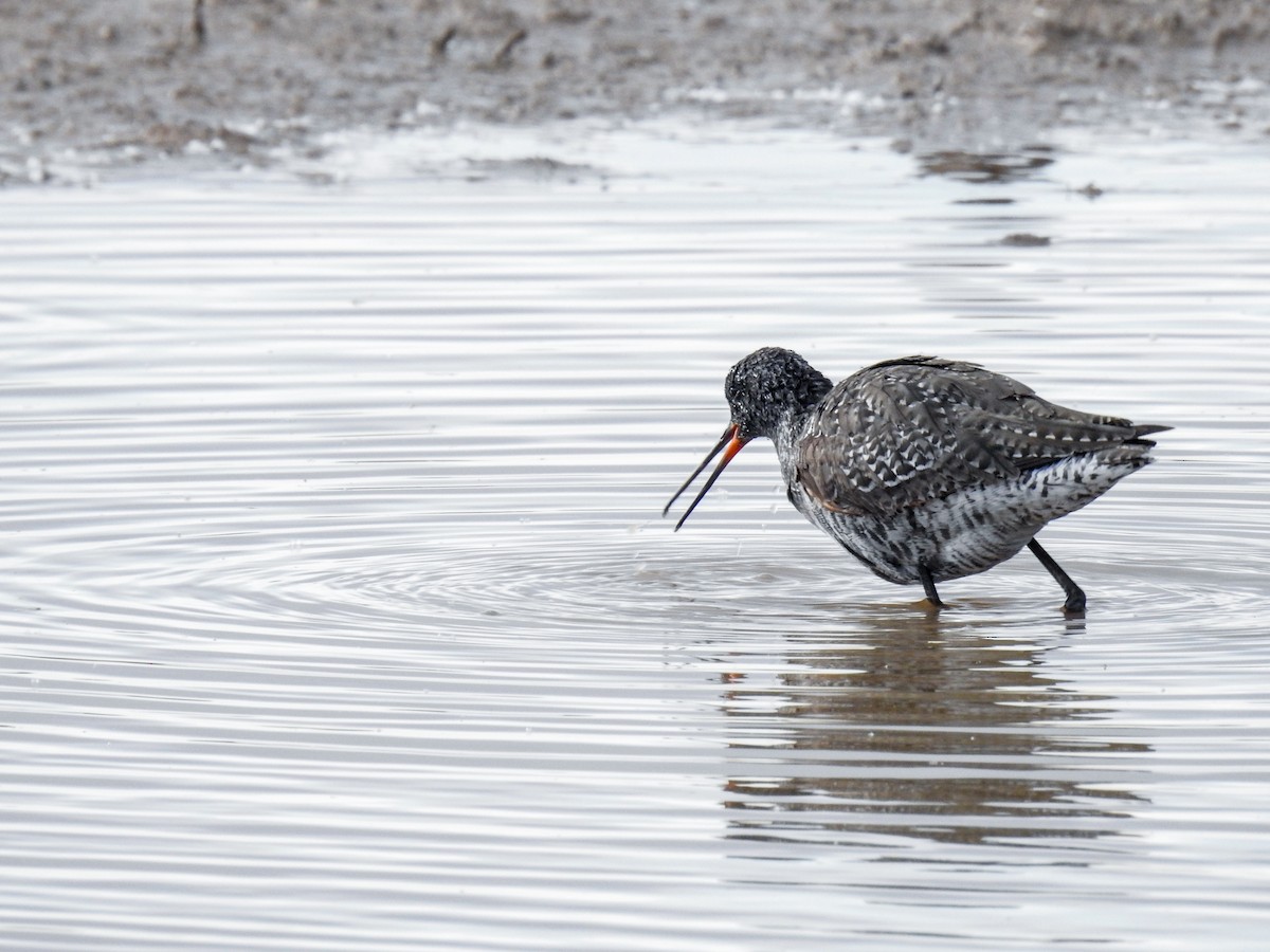 Spotted Redshank - ML618328663
