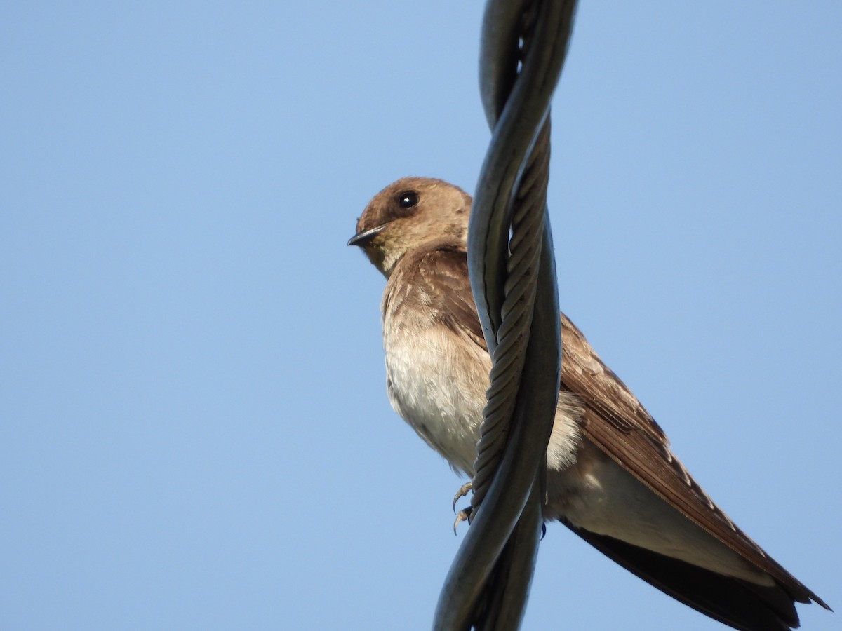 Northern Rough-winged Swallow - ML618328711