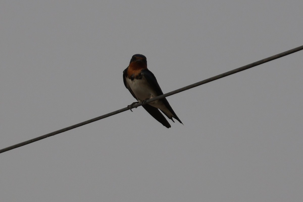 Red-chested Swallow - ML618328736