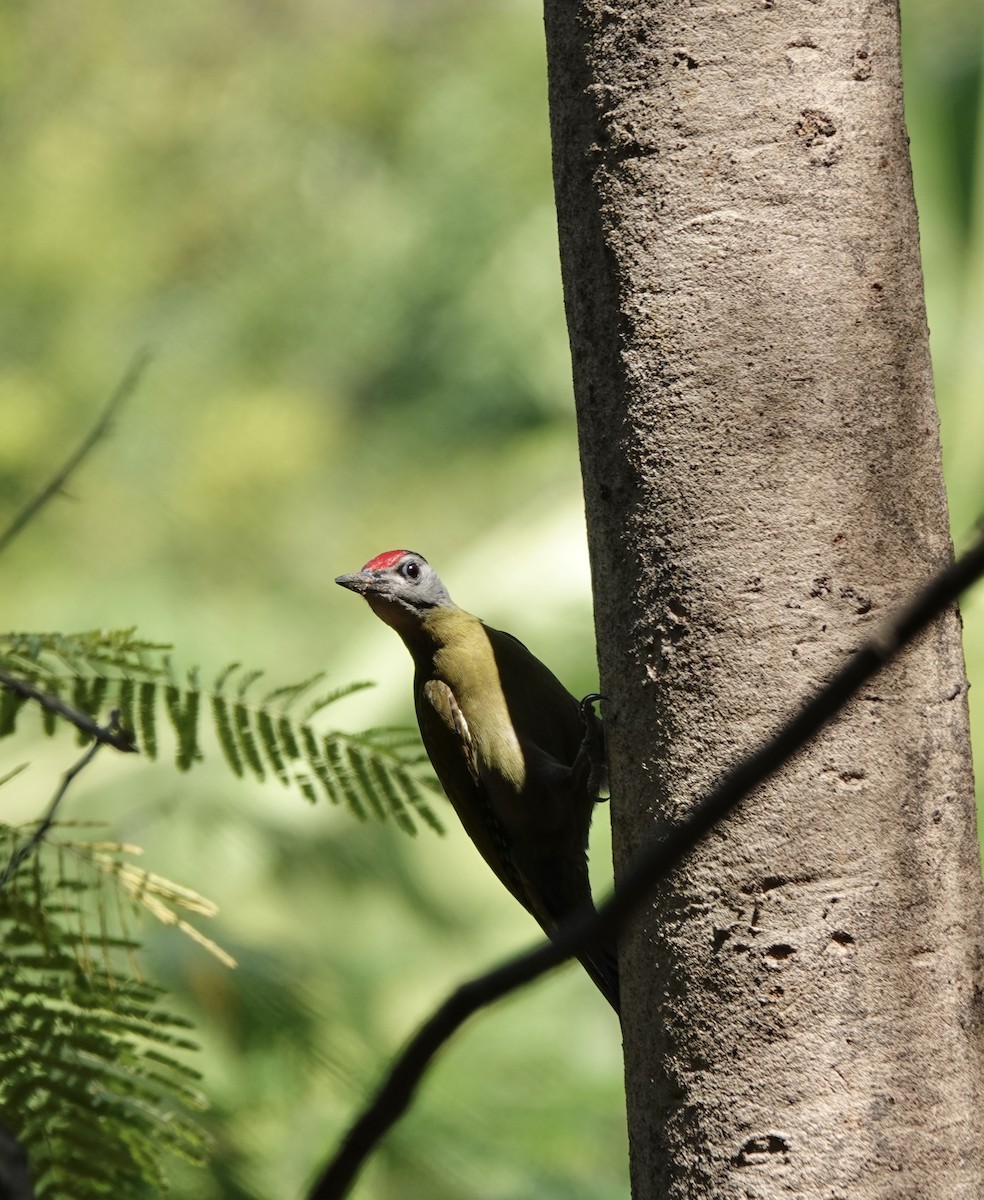 Gray-headed Woodpecker - Susan Hartley
