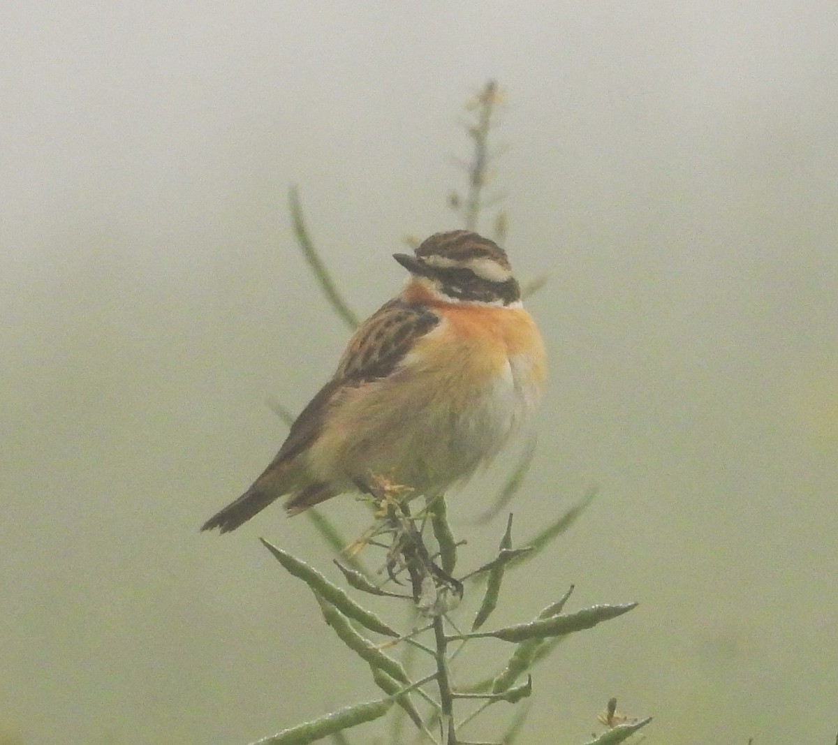 Whinchat - ML618328810