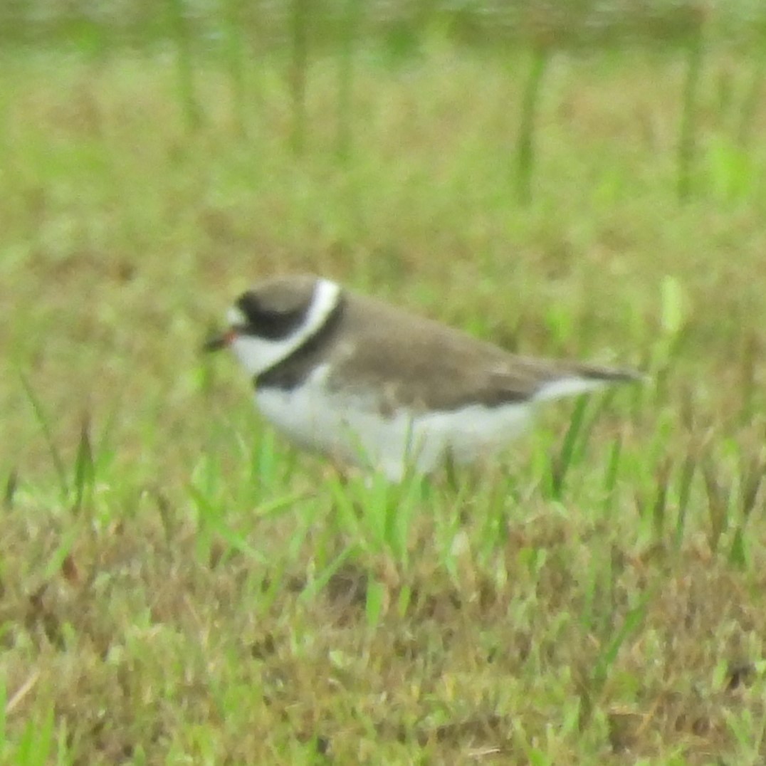 Semipalmated Plover - ML618328822
