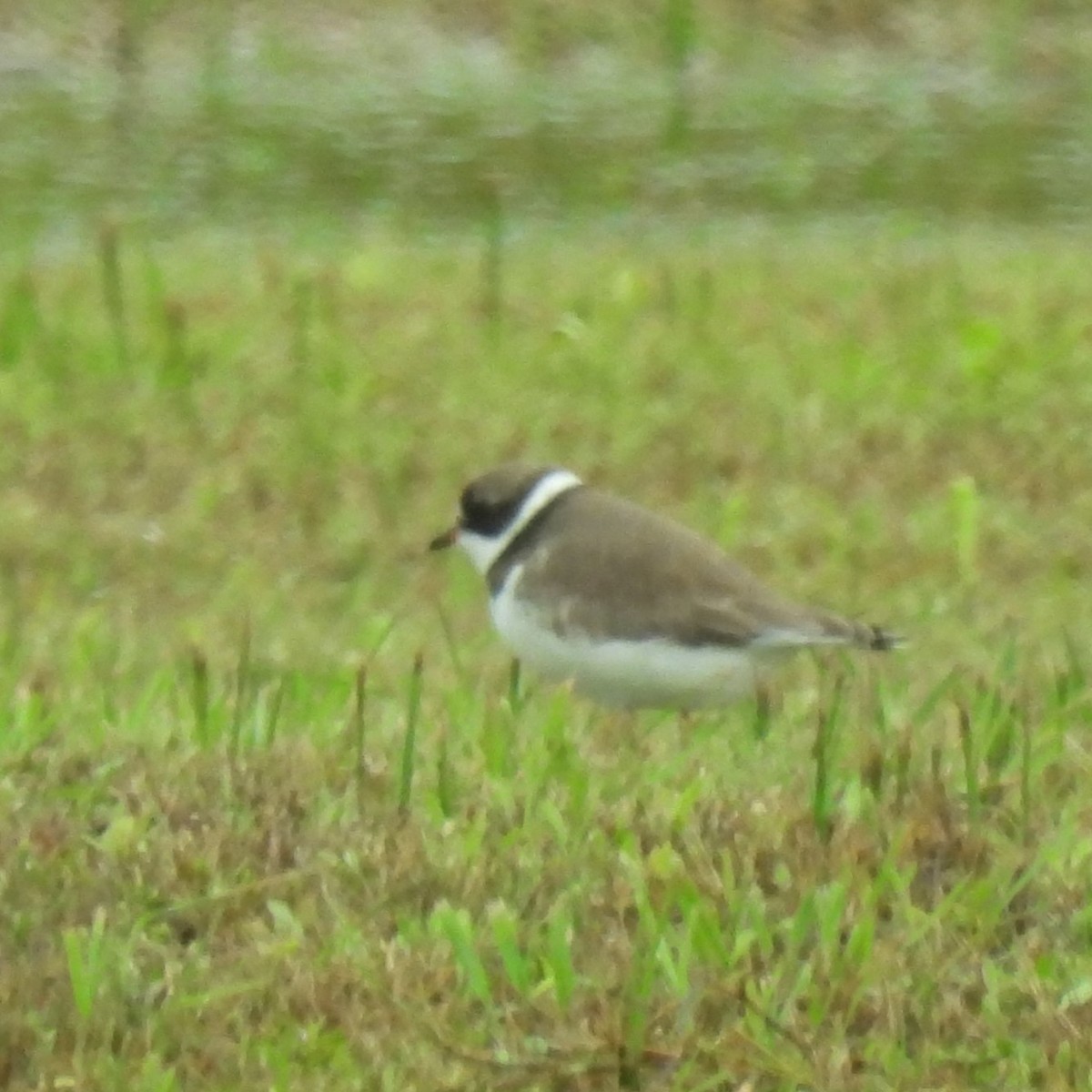 Semipalmated Plover - Margi Finch