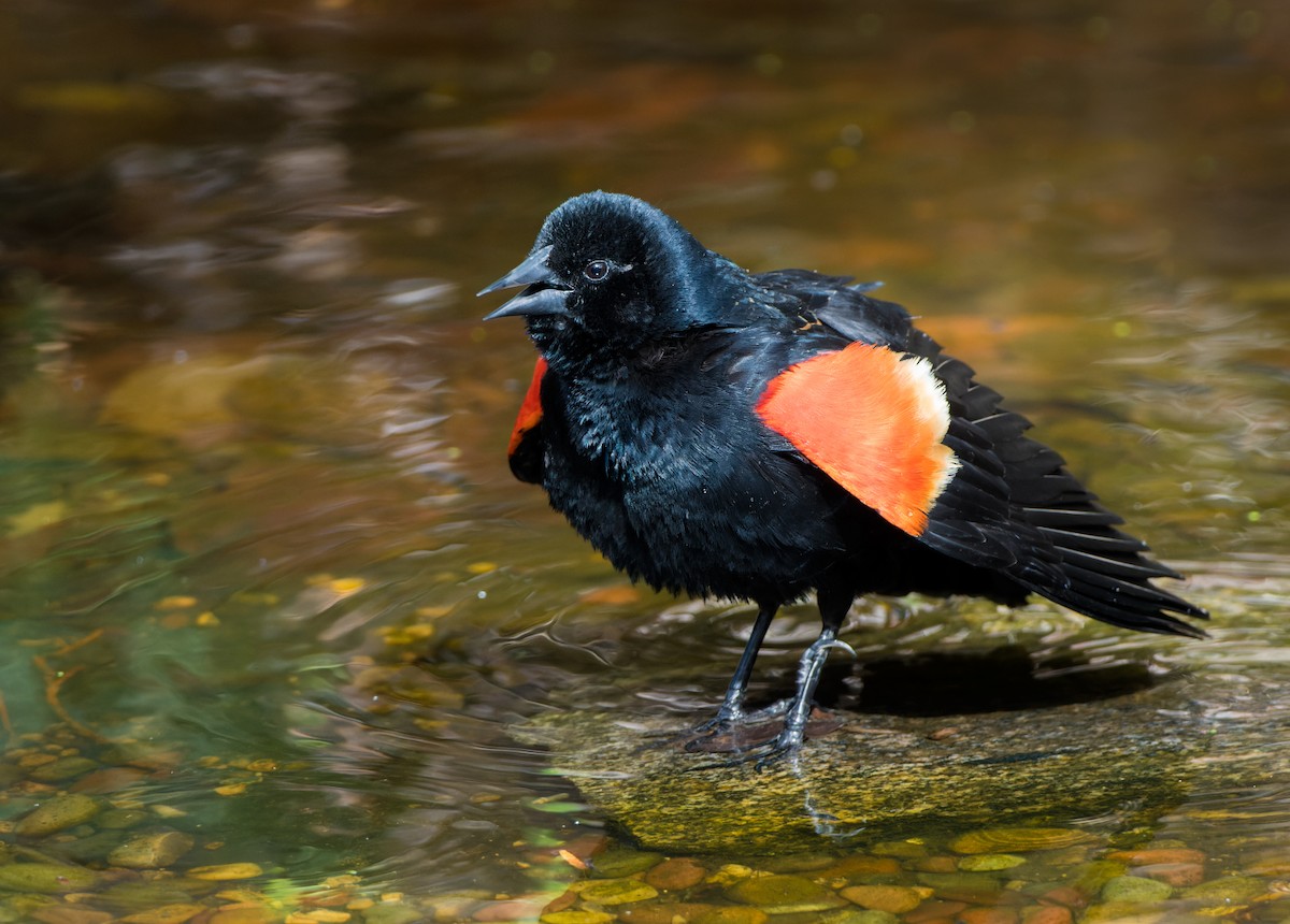 Red-winged Blackbird - ML618328824