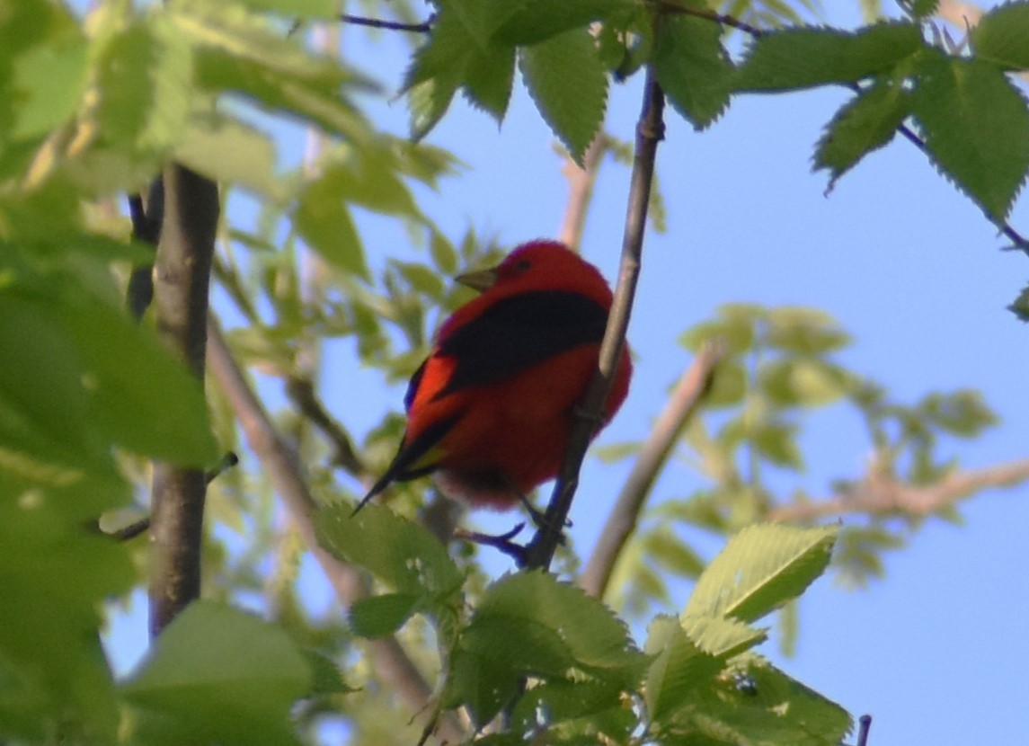 Scarlet Tanager - ML618328859