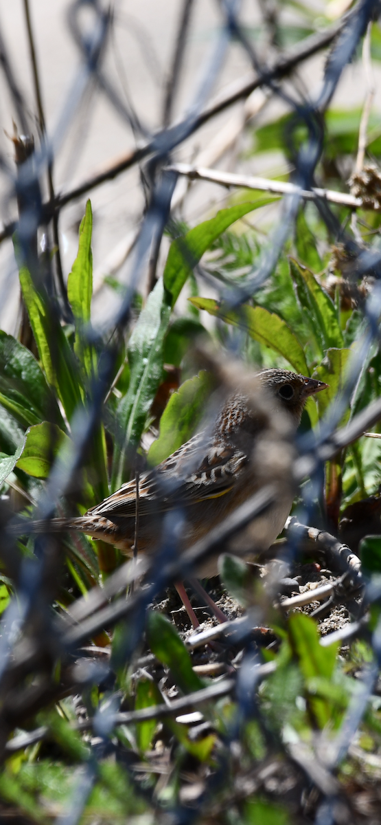 Grasshopper Sparrow - ML618328864