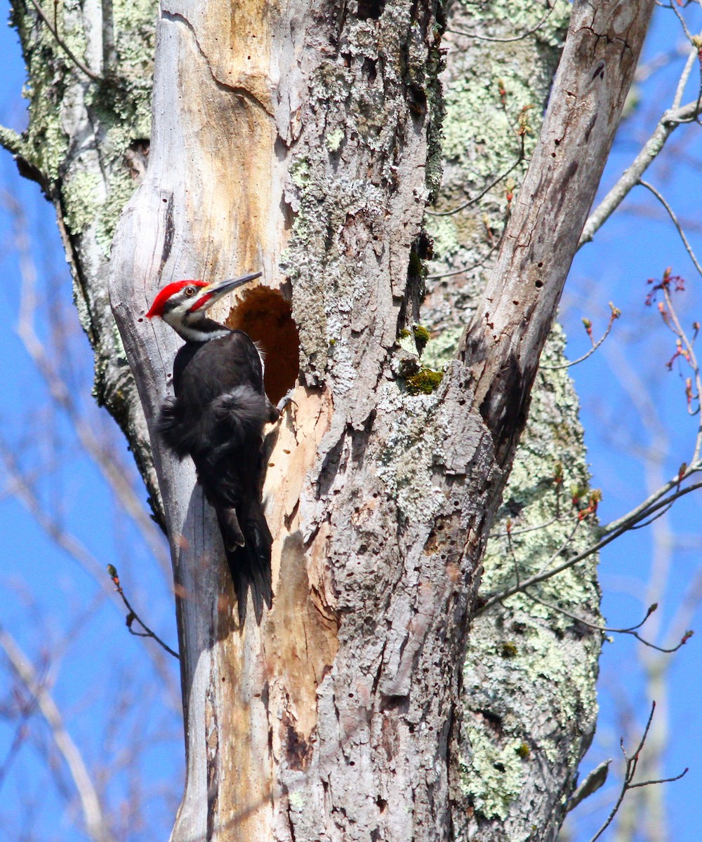 Pileated Woodpecker - ML618328879