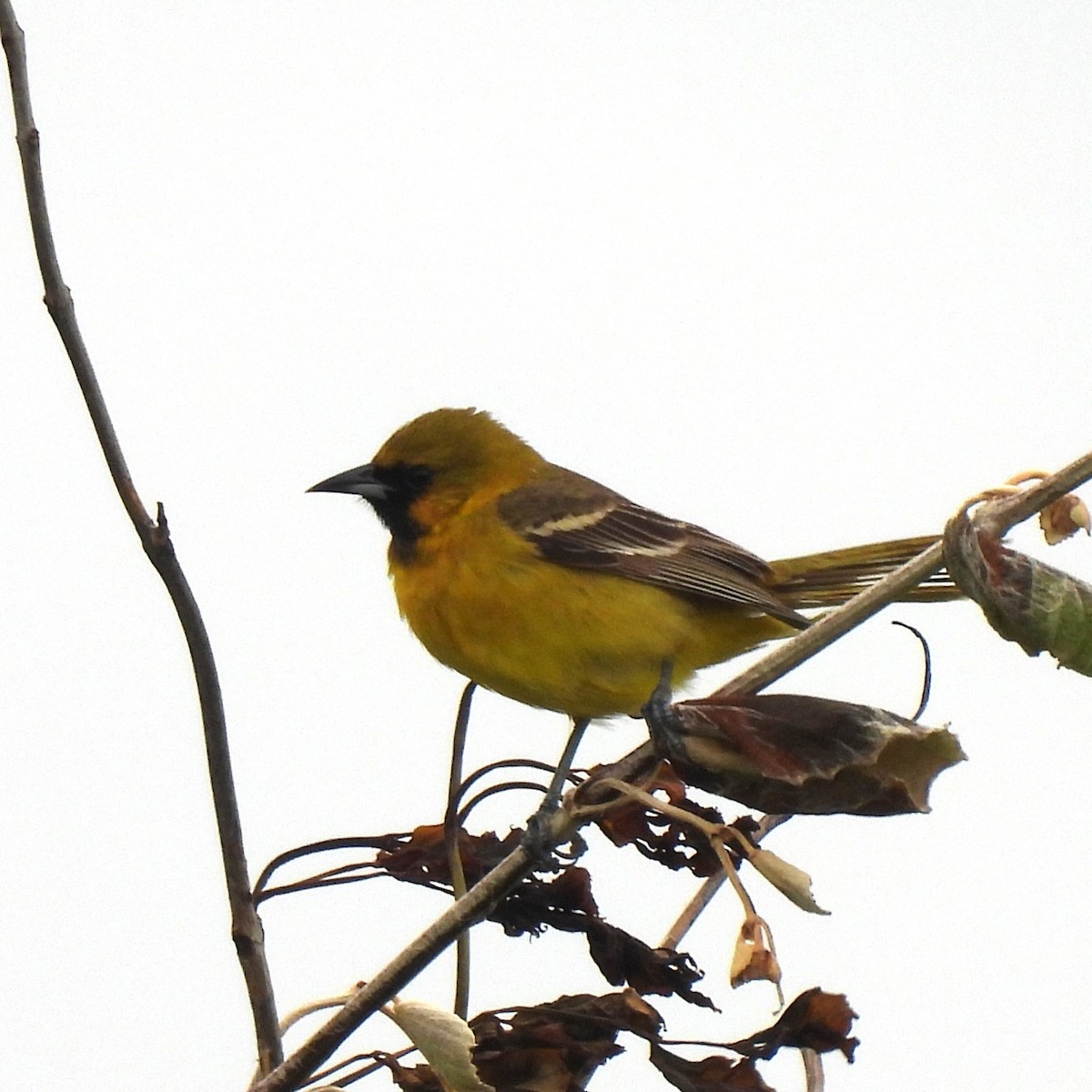 Orchard Oriole - ML618328905