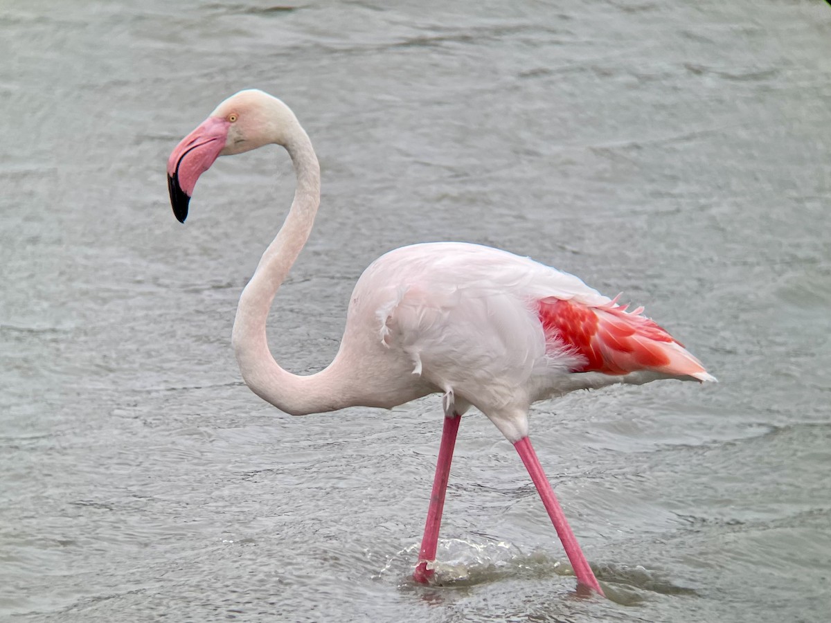 Greater Flamingo - ML618328930