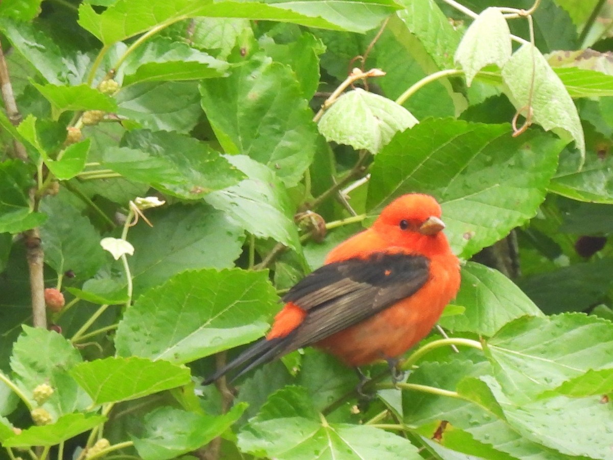 Scarlet Tanager - Margi Finch