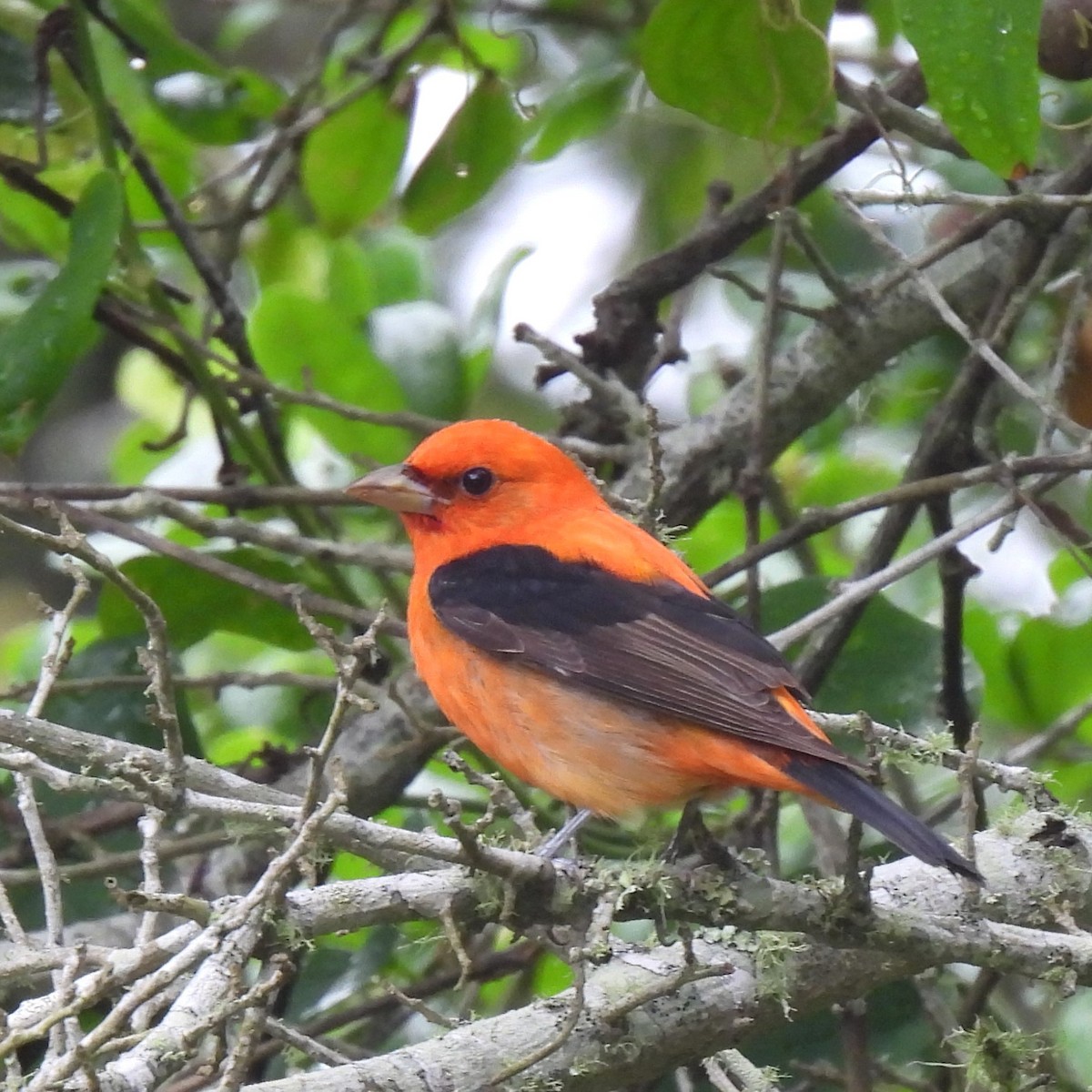Scarlet Tanager - ML618328935