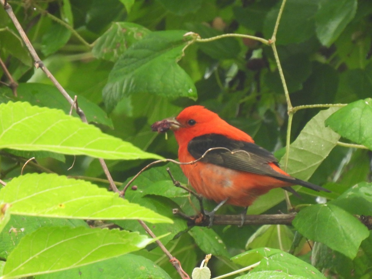 Scarlet Tanager - ML618328936
