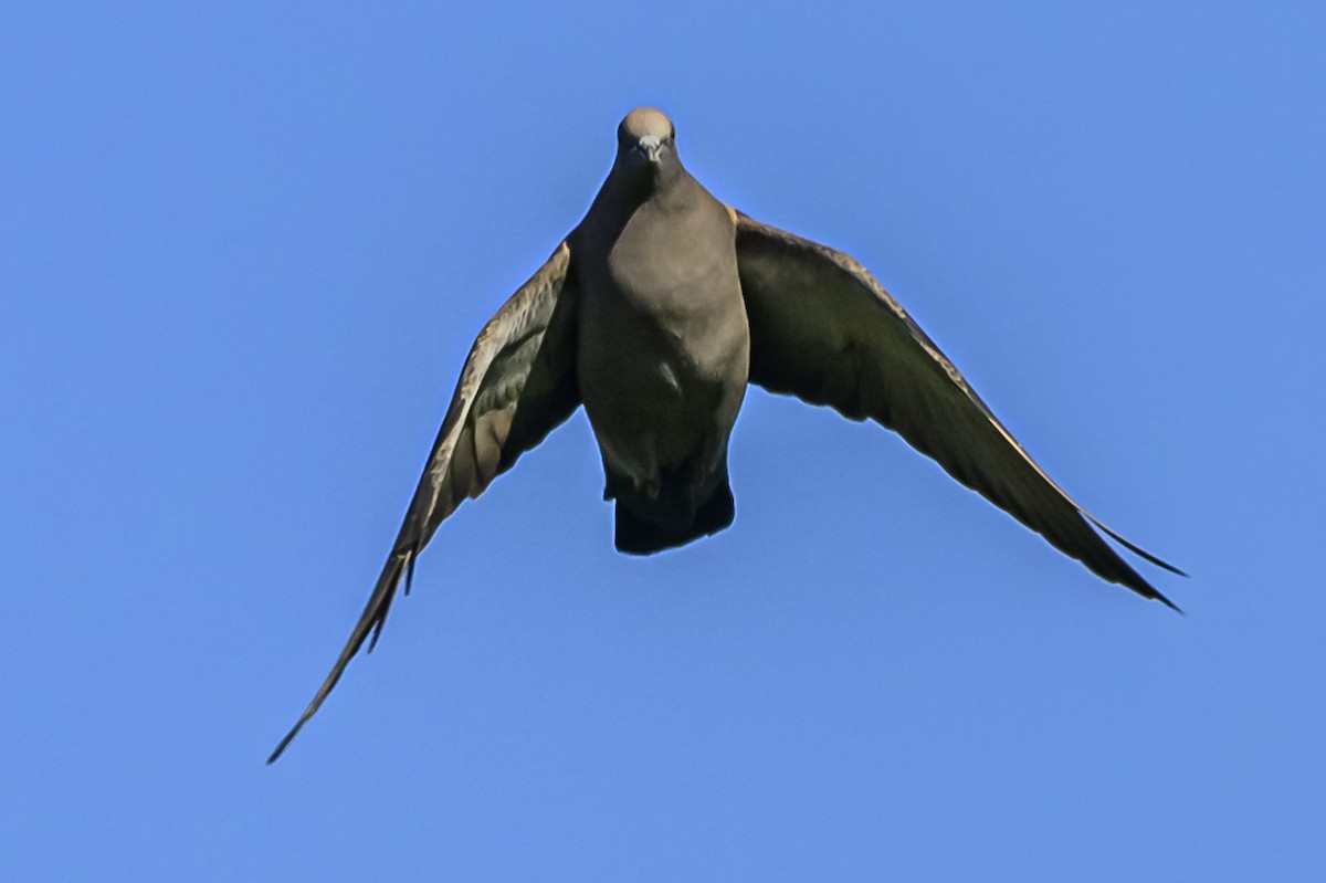 Spot-winged Pigeon - ML618328948
