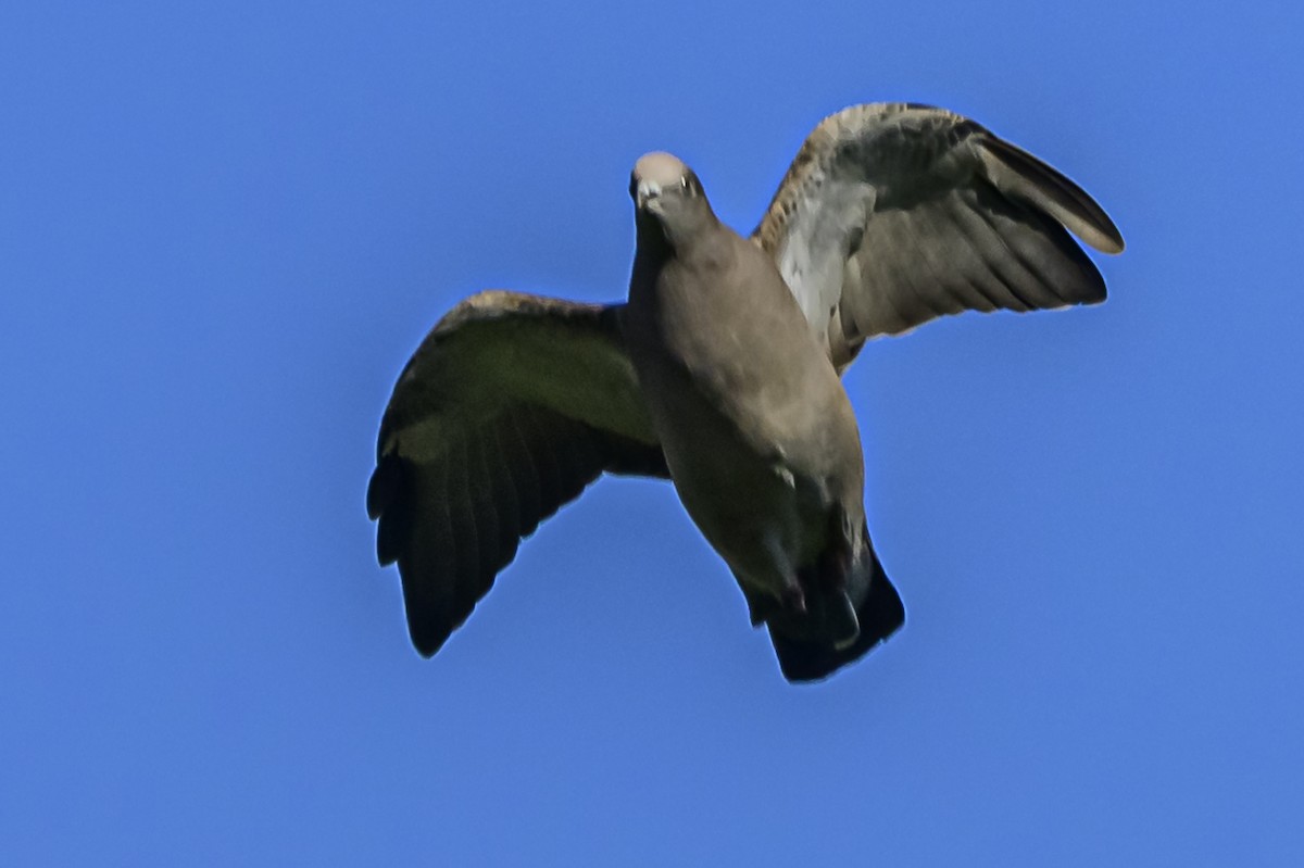 Spot-winged Pigeon - ML618328950