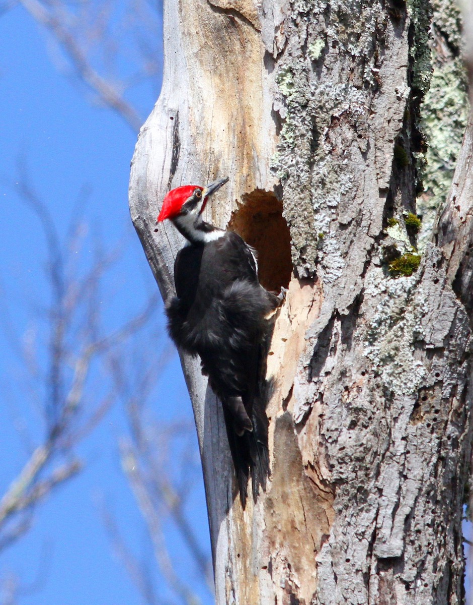 Pileated Woodpecker - Silas Wareham