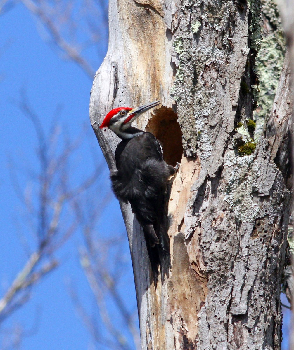 Pileated Woodpecker - ML618328965
