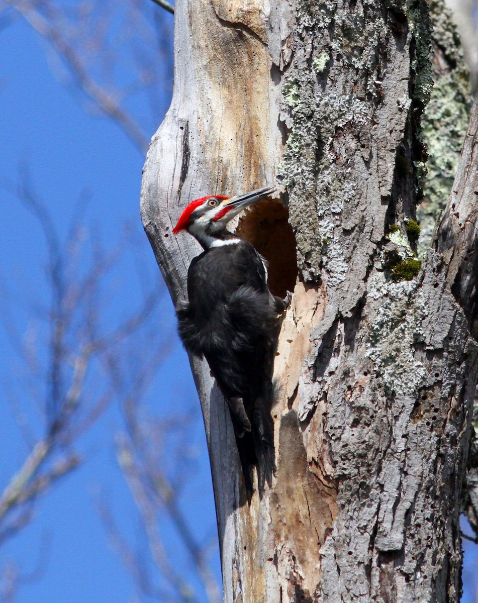 Pileated Woodpecker - ML618328970