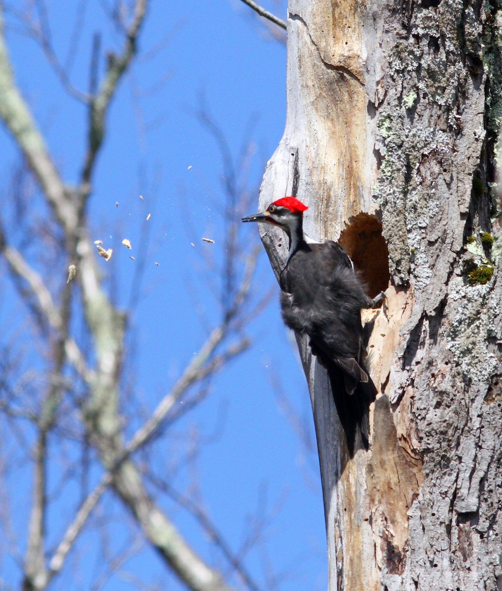 Pileated Woodpecker - ML618328981