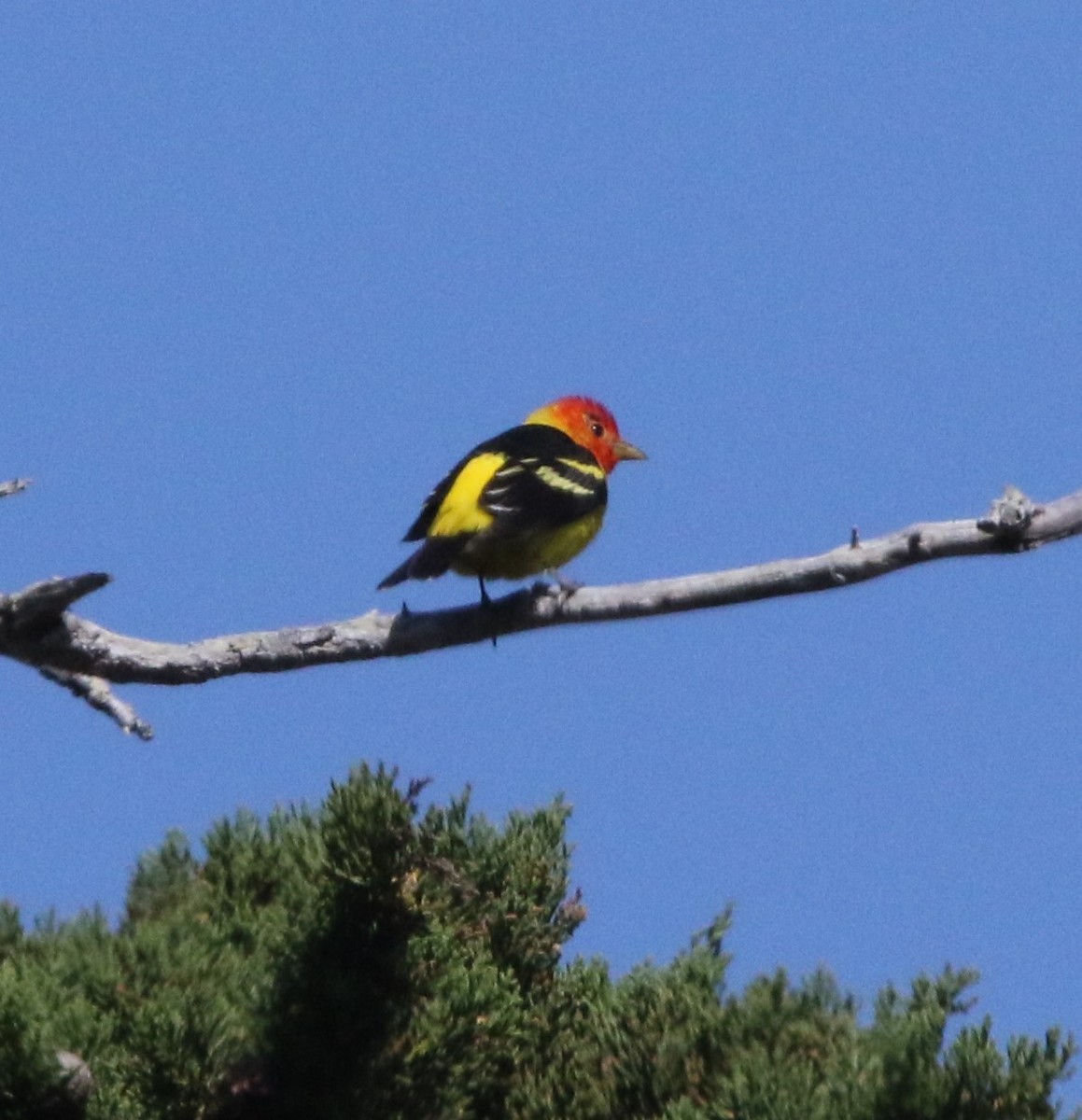 Western Tanager - ML618328999